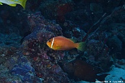 Amphiprion nigripes-Maldives Fish Head-22m-20240423-da-DSC_6148_tn